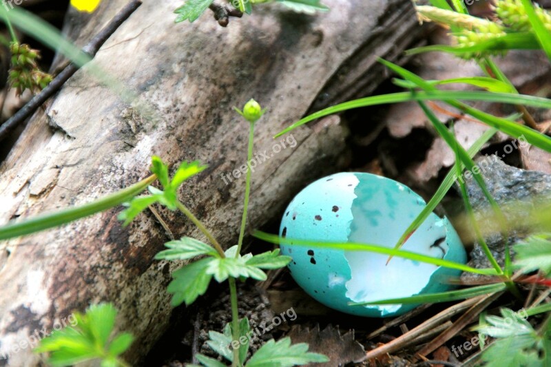 Blue Eggs Measured Praised Hatched Measured Raged