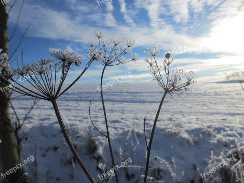 Winter Impression Eiskristalle Free Photos