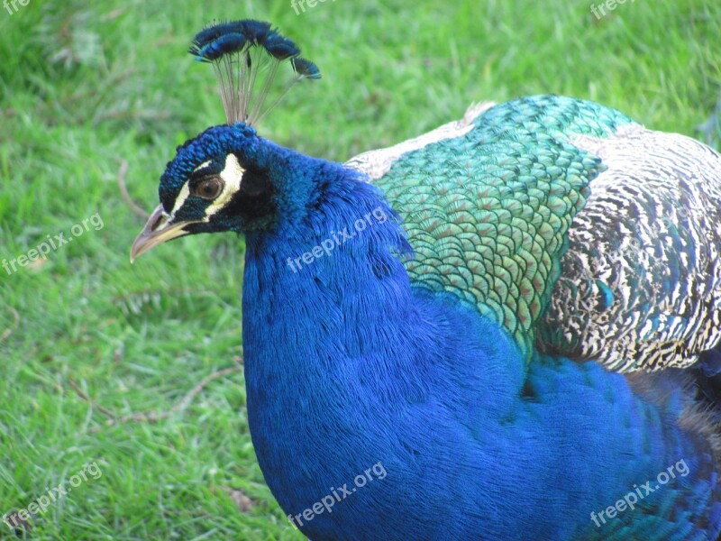 Nature Peacock Victoria Beacon Hill Park Vancouver Island