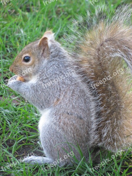 Nature Squirrel Victoria Beacon Hill Park Vancouver Island