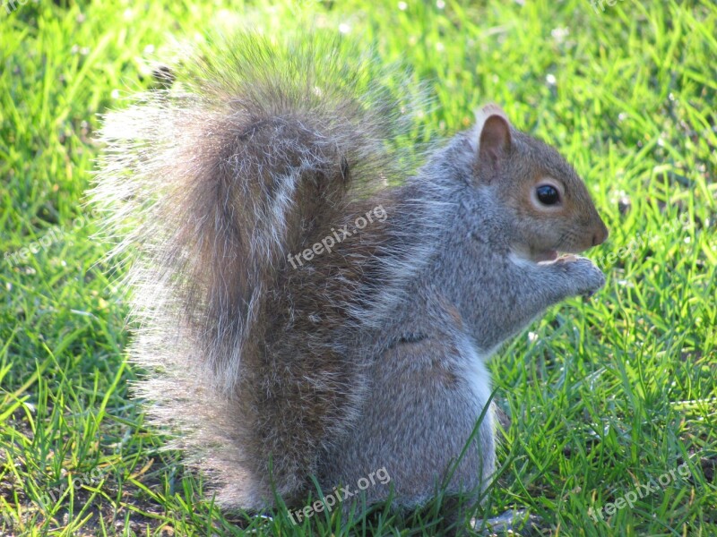 Nature Squirrel Victoria Beacon Hill Park Vancouver Island