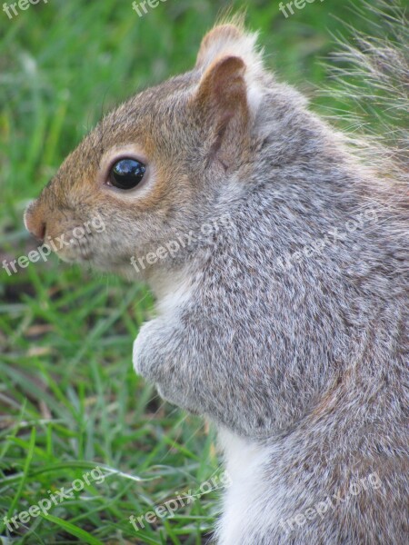 Nature Squirrel Victoria Beacon Hill Park Vancouver Island