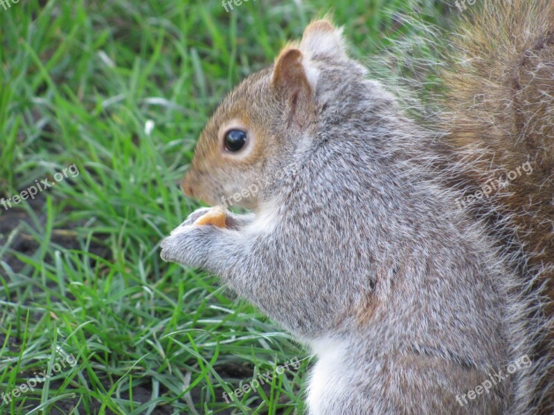 Nature Squirrel Victoria Beacon Hill Park Vancouver Island