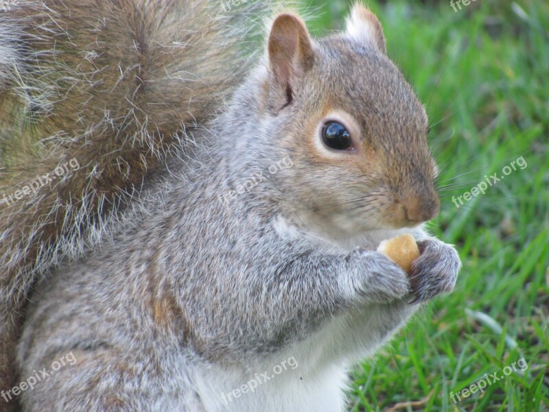 Nature Squirrel Victoria Beacon Hill Park Vancouver Island