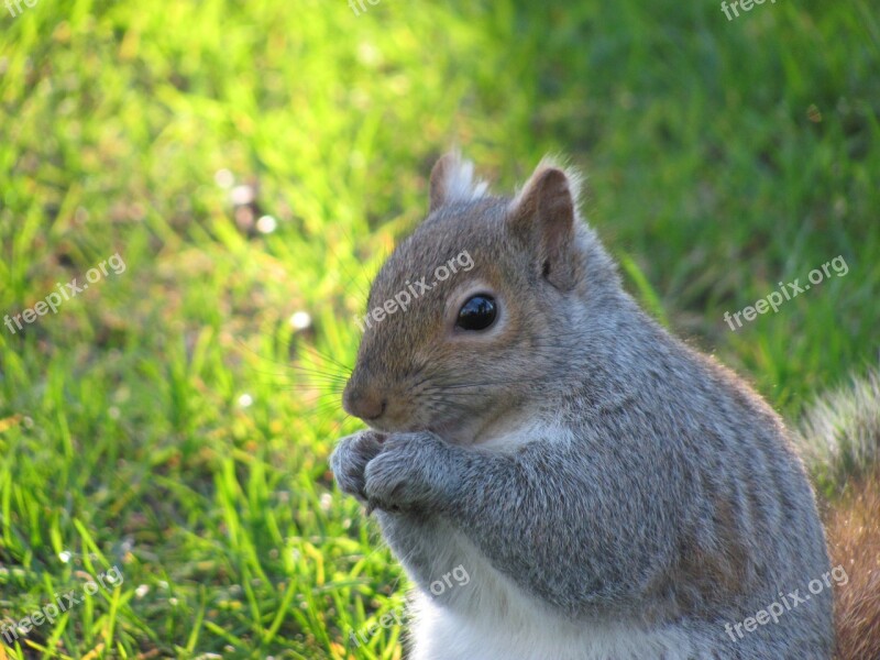 Nature Squirrel Victoria Beacon Hill Park Vancouver Island