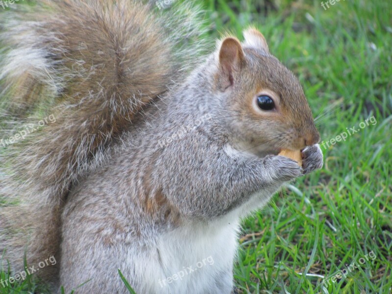 Nature Squirrel Victoria Beacon Hill Park Vancouver Island