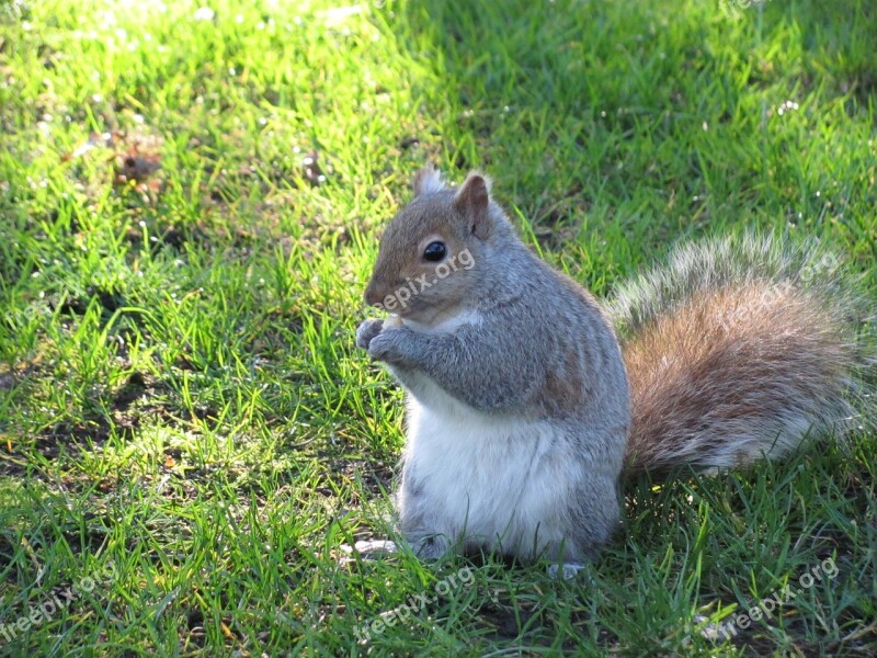 Nature Squirrel Victoria Beacon Hill Park Vancouver Island