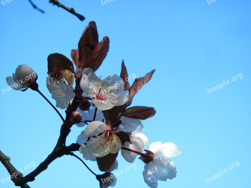 Cherry Sakura Blossom Spring Nature