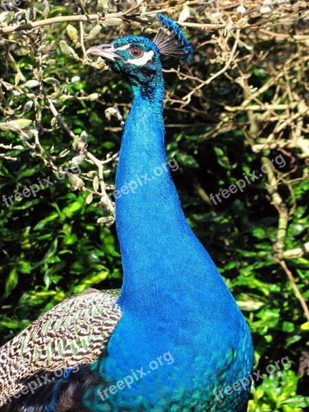 Nature Peacock Victoria Beacon Hill Park Vancouver Island