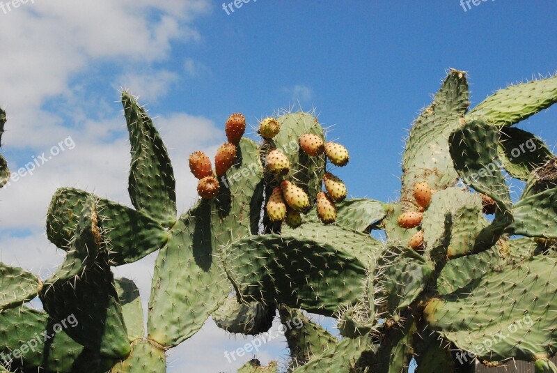 Cactus Prickly Pear Wild Fruit Nature Free Photos