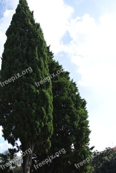 Tree Tuscany Italy Europe Landscape