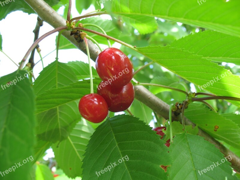 Cherry Garden Berry Branch Dacha