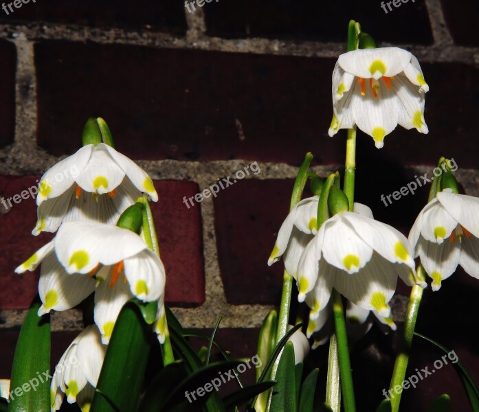 Spring-knot Flowers Snowflake Garden Hauswand Large Snowdrop