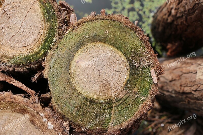 Stakes Moss Trees Free Photos