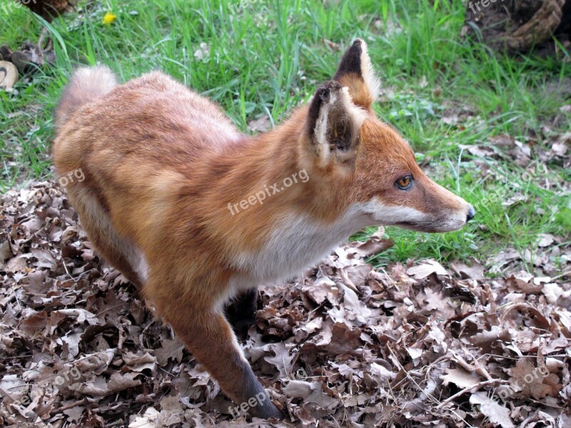 Animals Fuchs Forest Nature Free Photos