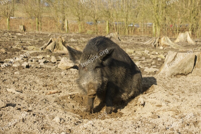 Boar Nature Park Holders Free Photos