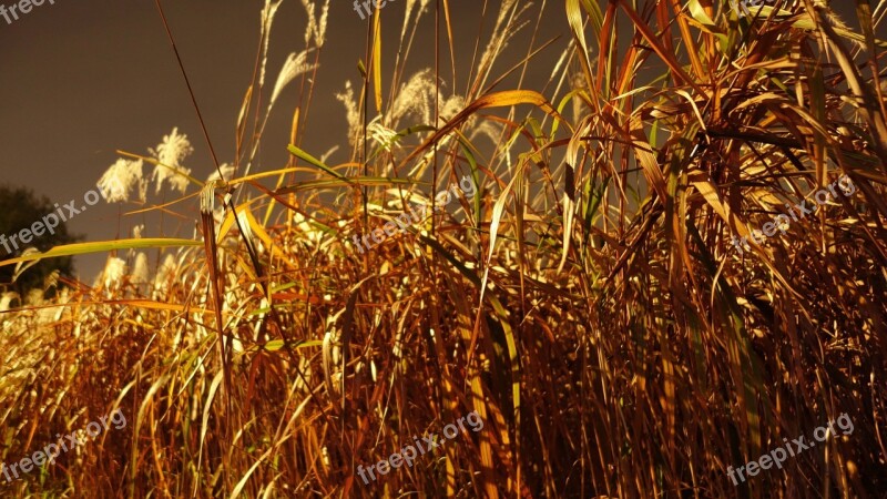 Silver Grass Reed Autumn Park Night