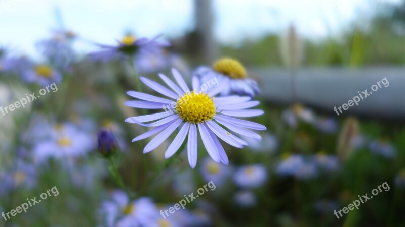 Michaelmas Daisy Asteraceae Wildflower Purple Flowers