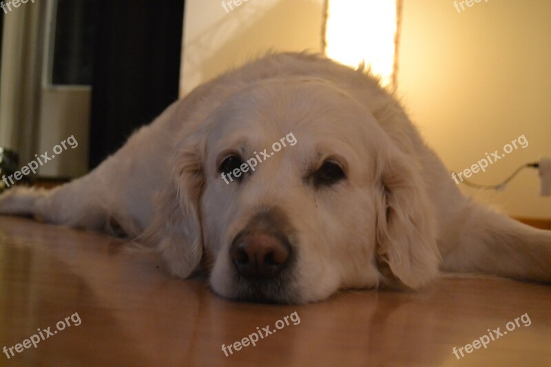 Dog Lying Within Golden Retriever Free Photos