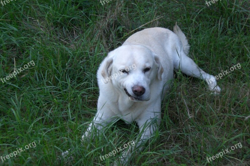 Dog Labrador White Free Photos