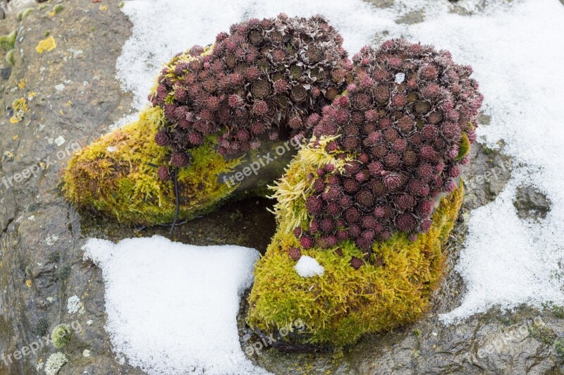 Moss Shoes Overgrown Free Photos