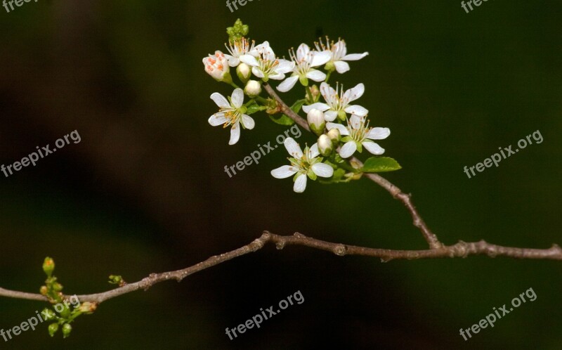 Blossom Bloom Cherry Blossom Macro Spring