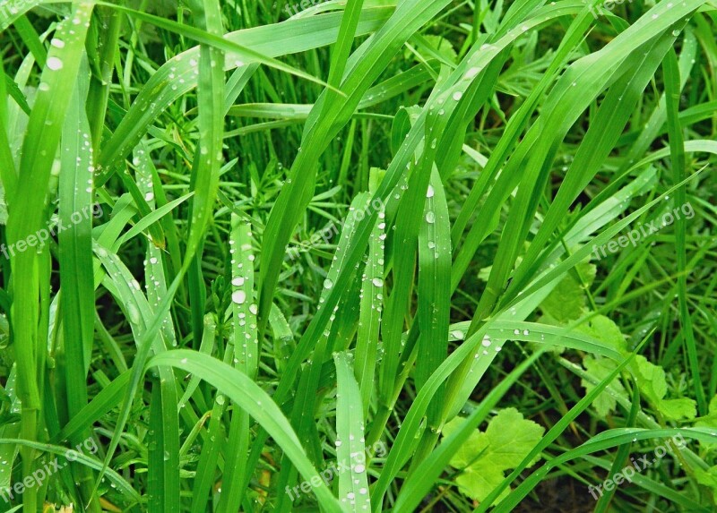 Collage Nature Detail Dew Plants