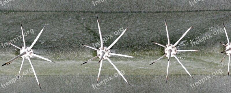 Spice Cactus Plant Spain Thorns