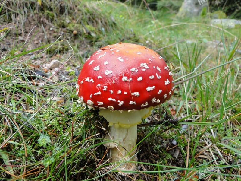 Fungus Nature Forest Mushrooms Forest Free Photos