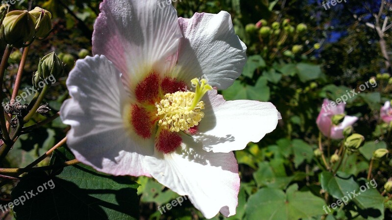 Taiwan Alpine Mallow Flower Endemic