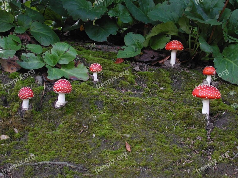 Mushrooms Fly Agaric Nature Forest Moss