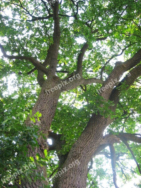 Trees Shrubs Leaves Branches Nature Green Log