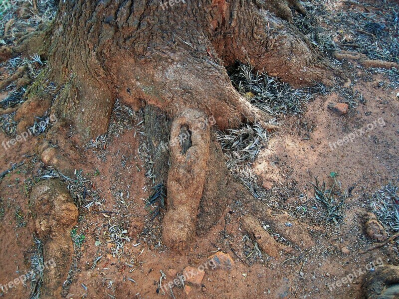 Tree Roots Roots Tree Exposed Gnarled