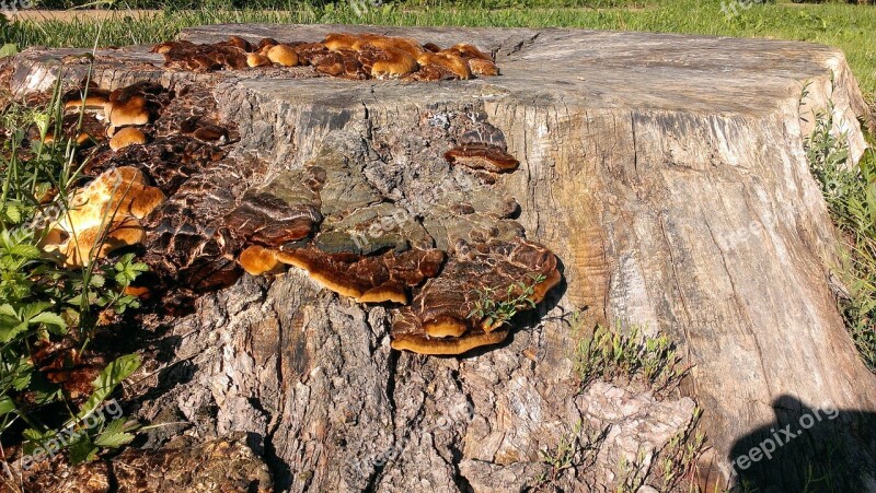 Tree Stump Mushrooms Nature Tree Fungus Fungus On Tree Stump