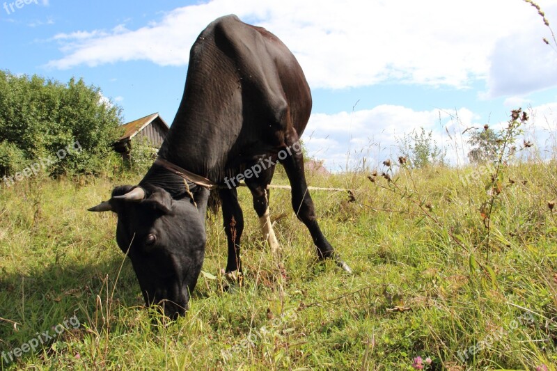 Cow Village Russia Photo Sky