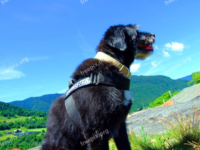 Dog Sky Blue Mountains South Tyrol