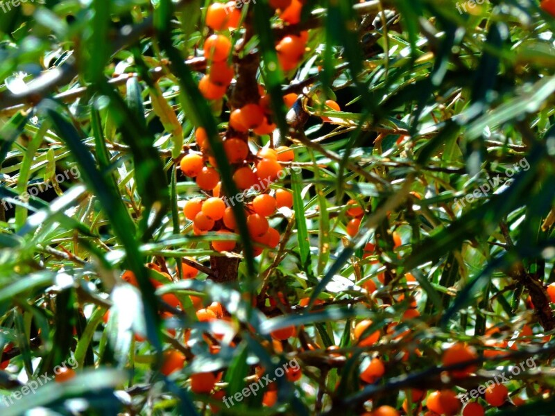 Sea Buckthorn South Tyrol Hiking Dolomites Italy