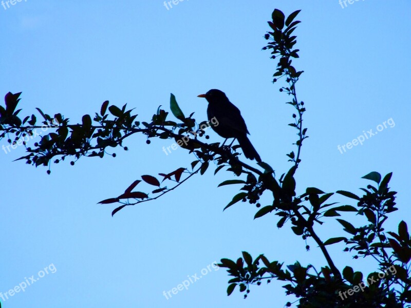 Blue Sky Bird Branch Blackbird