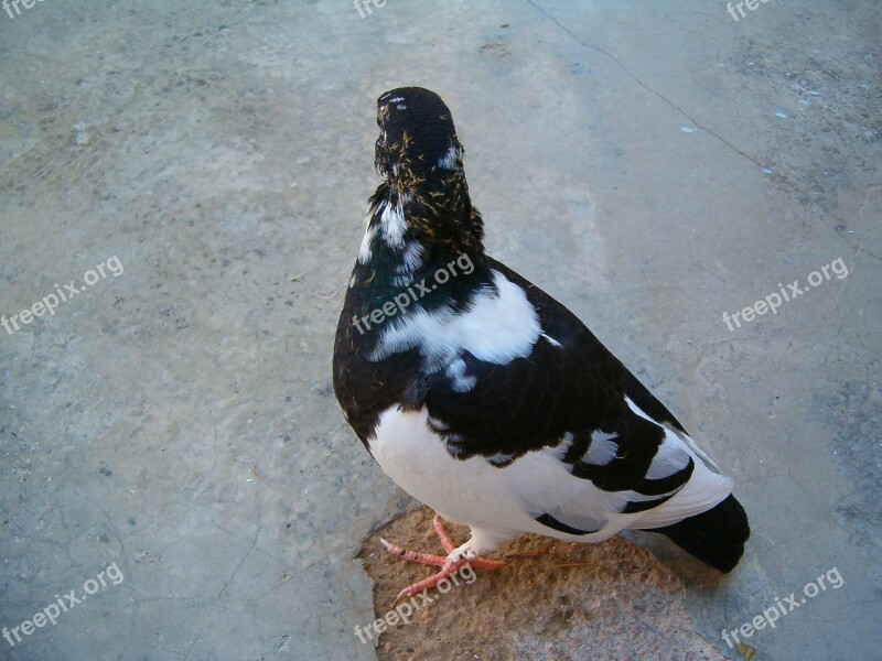 Bird Pigeon Animal Free Photos