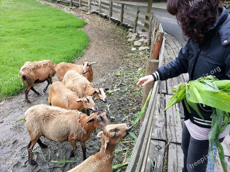 Outing Ranch Feeding Sheep Free Photos