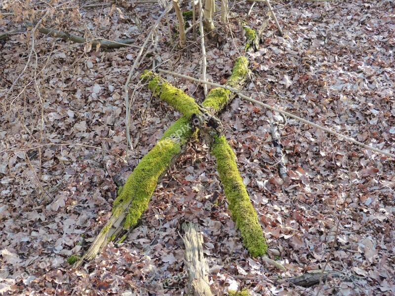 Cross Tree Trunks Bemoost Forest Nature