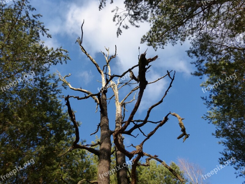 Gnarled Tree Forest Old Tribe