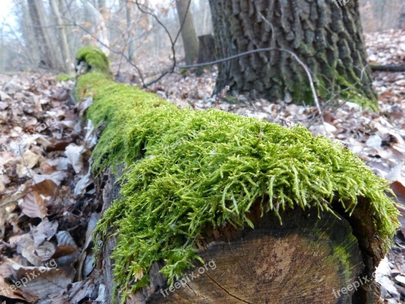 Log Moss Bemoost Green Forest