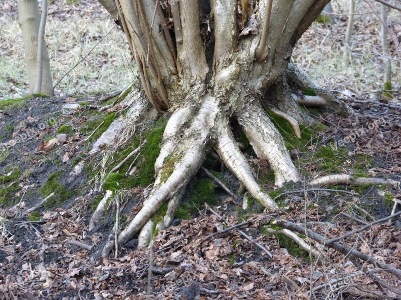 Tree Roots Nature Overgrown Forest Wood