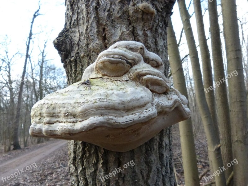 Tree Fungus Tree Mushroom Face Bill