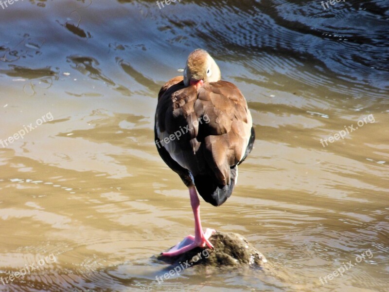 Bird Legs Nature Wildlife Gull