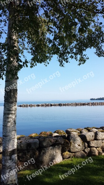 Birch Stone Wall Vadstena Free Photos