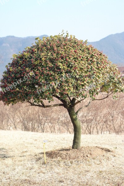 Wood Suncheon Bay Tree Free Photos