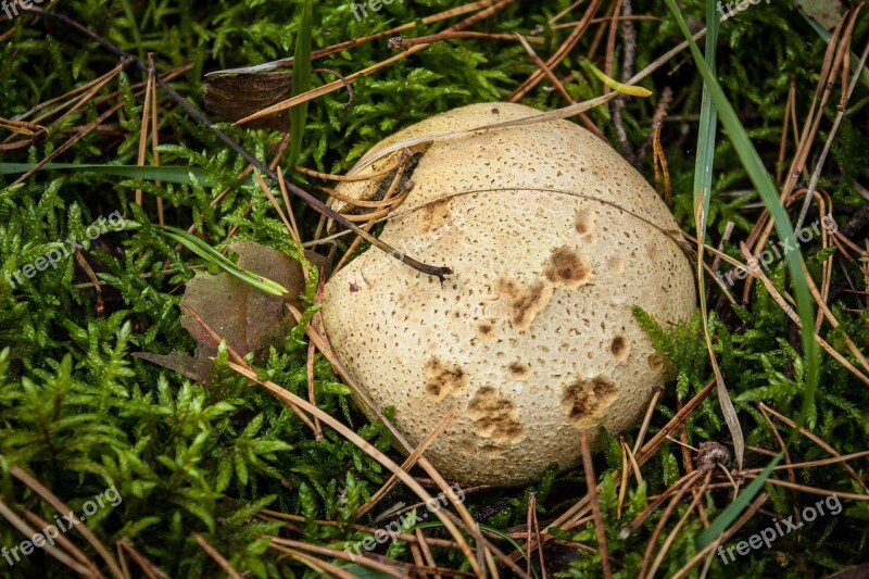 Mushrooms Forest Autumn Bronze Litter