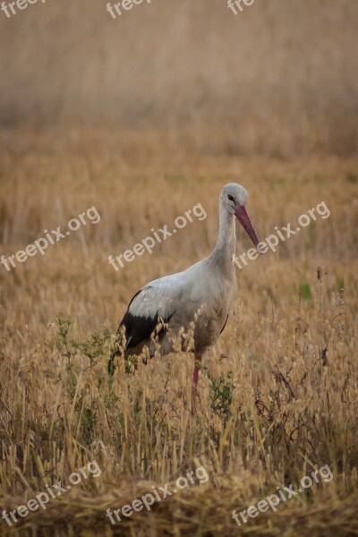 Stork Bird Village White Stork Field